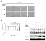 Pan Ras Antibody in Western Blot (WB)