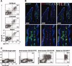 CD123 Antibody in Flow Cytometry (Flow)