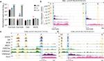 Glucocorticoid Receptor Antibody in ChIP Assay (ChIP)