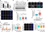 Actin Antibody in Western Blot (WB)