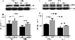 Phospho-eNOS (Ser1177) Antibody in Western Blot (WB)