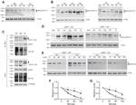 V5 Tag Antibody in Western Blot (WB)