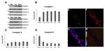 NDUFB8 Antibody in Western Blot (WB)