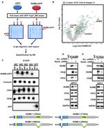 CK2 beta Antibody in Western Blot (WB)