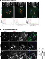 VPS53 Antibody in Immunocytochemistry (ICC/IF)