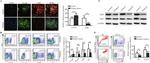 Vimentin Antibody in Immunocytochemistry (ICC/IF)