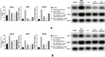 beta Actin Antibody in Western Blot (WB)