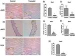 eNOS Antibody in Immunohistochemistry (IHC)