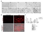 GLUT4 Antibody in Western Blot (WB)