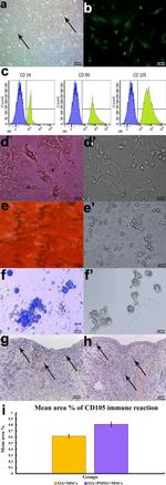 CD90.1 (Thy-1.1) Antibody in Immunohistochemistry (IHC)