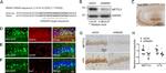 IBA1 Antibody in Immunohistochemistry, Immunohistochemistry (Paraffin) (IHC, IHC (P))