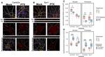 CaMKII alpha Antibody in Immunohistochemistry (IHC)