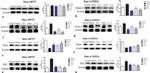 Prodynorphin Antibody in Western Blot (WB)