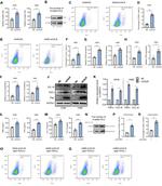 MIP-3 beta Antibody in Western Blot (WB)