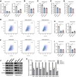 MIP-3 beta Antibody in Western Blot (WB)