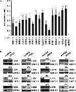 FZD6 Antibody in Western Blot (WB)