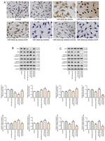 Caspase 9 (Cleaved Asp353) Antibody in Western Blot (WB)