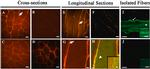 Desmin Antibody in Immunohistochemistry, Immunohistochemistry (PFA fixed) (IHC, IHC (PFA))