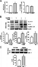 ApoER2 Antibody in Western Blot (WB)