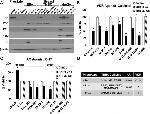 VDR Antibody in Western Blot (WB)