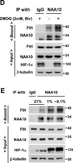 Mouse IgG (H+L) Cross-Adsorbed Secondary Antibody in Western Blot (WB)