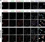 Goat IgG (H+L) Cross-Adsorbed Secondary Antibody in Immunocytochemistry (ICC/IF)