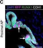 Goat IgG (H+L) Cross-Adsorbed Secondary Antibody in Immunohistochemistry (Paraffin) (IHC (P))