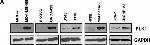 Mouse IgG (H+L) Secondary Antibody in Western Blot (WB)