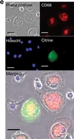 Mouse IgG (H+L) Cross-Adsorbed Secondary Antibody in Immunocytochemistry (ICC/IF)