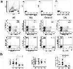 IL-17A Antibody in Flow Cytometry (Flow)