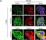 Mouse IgG1 Cross-Adsorbed Secondary Antibody in Immunocytochemistry (ICC/IF)