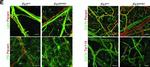 Rabbit IgG (H+L) Cross-Adsorbed Secondary Antibody in Immunohistochemistry (IHC)