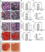 MHC Class II (I-A/I-E) Antibody in Flow Cytometry (Flow)