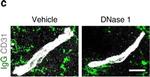 Goat IgG (H+L) Cross-Adsorbed Secondary Antibody in Immunohistochemistry (Frozen) (IHC (F))