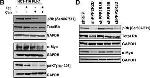 Mouse IgG (H+L) Secondary Antibody in Western Blot (WB)