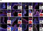 Rabbit IgG (H+L) Highly Cross-Adsorbed Secondary Antibody in Immunohistochemistry (Paraffin) (IHC (P))