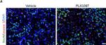 Rabbit IgG (H+L) Cross-Adsorbed Secondary Antibody in Immunohistochemistry (Paraffin) (IHC (P))