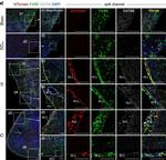 Rat IgG (H+L) Highly Cross-Adsorbed Secondary Antibody in Immunohistochemistry (PFA fixed) (IHC (PFA))