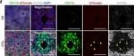 Rat IgG (H+L) Highly Cross-Adsorbed Secondary Antibody in Immunohistochemistry (PFA fixed) (IHC (PFA))