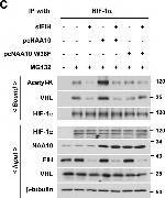 Mouse IgG (H+L) Cross-Adsorbed Secondary Antibody in Western Blot (WB)