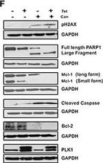 Mouse IgG (H+L) Secondary Antibody in Western Blot (WB)