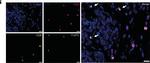 Rabbit IgG (H+L) Highly Cross-Adsorbed Secondary Antibody in Immunocytochemistry (ICC/IF)