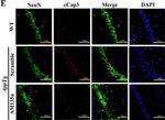 Mouse IgG (H+L) Highly Cross-Adsorbed Secondary Antibody in Immunohistochemistry (IHC)