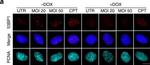 Mouse IgG (H+L) Highly Cross-Adsorbed Secondary Antibody in Immunocytochemistry (ICC/IF)