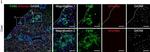 Rat IgG (H+L) Highly Cross-Adsorbed Secondary Antibody in Immunohistochemistry (PFA fixed) (IHC (PFA))