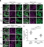 Mouse IgG (H+L) Highly Cross-Adsorbed Secondary Antibody in Immunocytochemistry (ICC/IF)