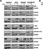 Mouse IgG (H+L) Secondary Antibody in Western Blot (WB)