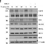 Mouse IgG (H+L) Cross-Adsorbed Secondary Antibody in Western Blot (WB)