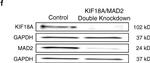 Mouse IgG (H+L) Cross-Adsorbed Secondary Antibody in Western Blot (WB)