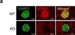 Mouse IgG (H+L) Cross-Adsorbed Secondary Antibody in Immunohistochemistry (IHC)